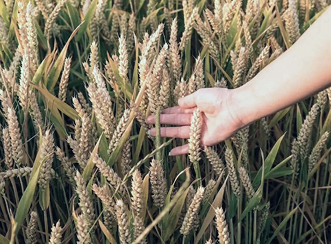 How to Choose Quality Grain Crops for Your Production: Key Criteria