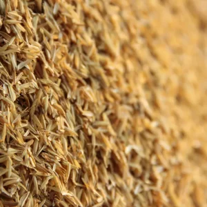wheat bran
