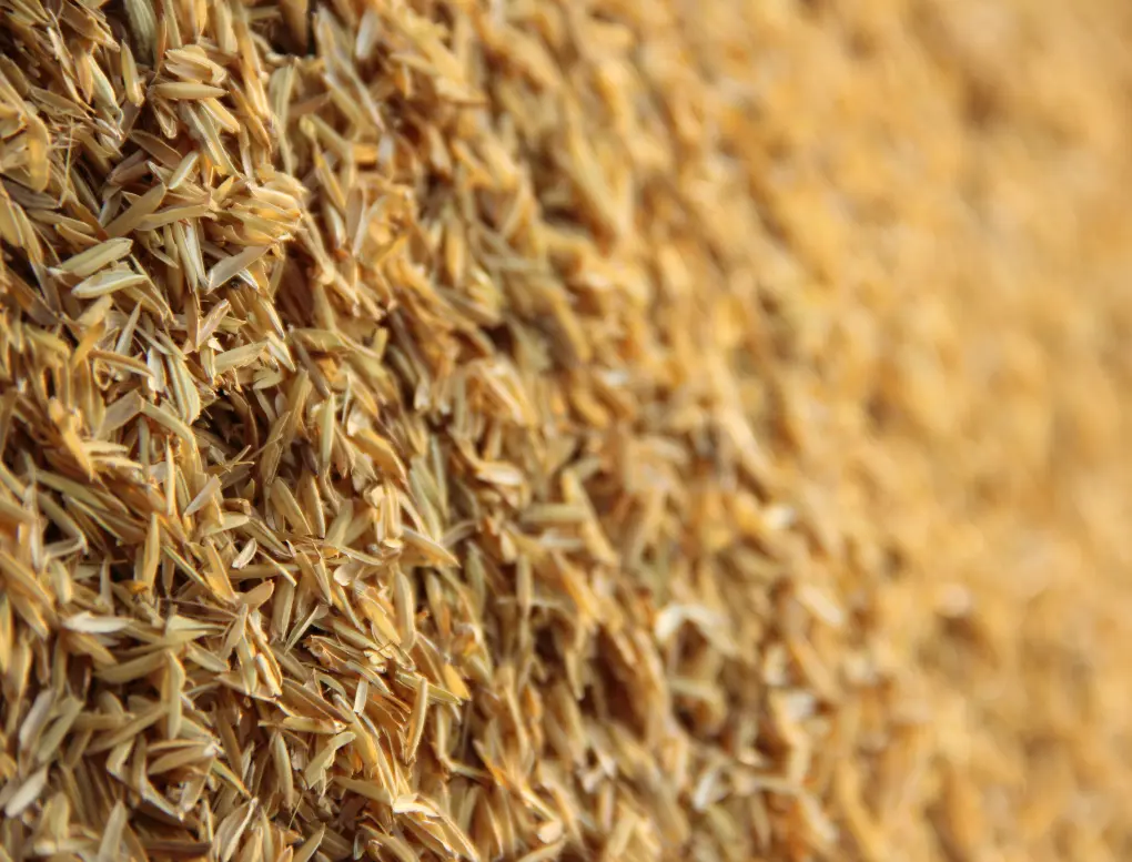wheat bran